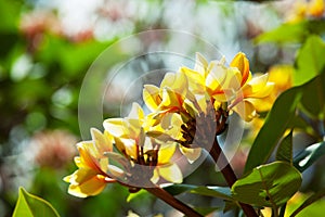 Hawaian flowers