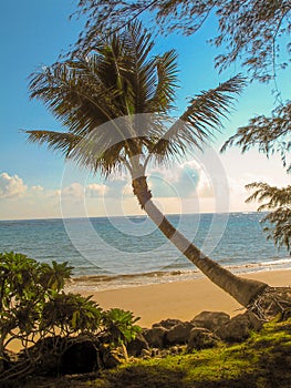 Hawaii Beach with Palm Trees and Blue Sky