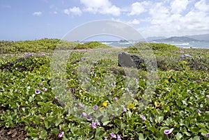 Hawaii Beach with Purple Pohuehue Flowers