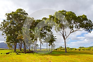 Hawaii Birthing Stones Trees