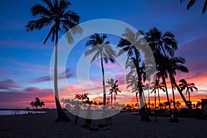 Hawaii coconut trees in the sunset