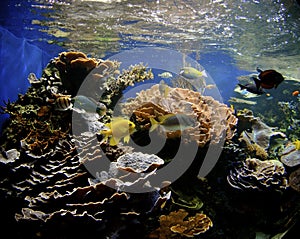 Hawaii Coral Reef