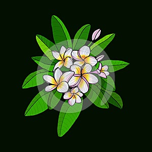 Hawaii flower Frangipani and leaves, white Plumeria on dark green background