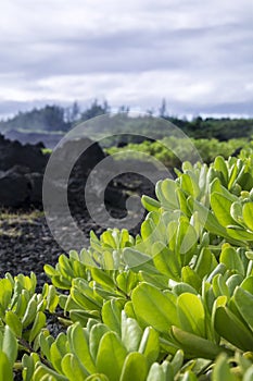 Hawaii foliage on maui