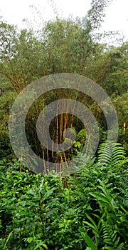 Hawaii Giant Bamboo Trees