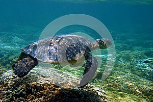 Hawaii Green Sea Turtle