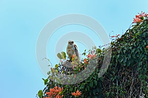 Hawaii hawk