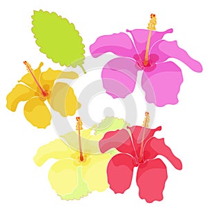 Hawaii of hibiscus color set. vector illustration