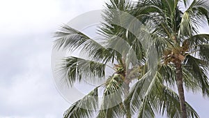Hawaii Oahu Palm Trees in the Wind