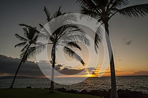 Hawaii Palm Tree Sunset