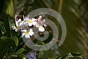 Hawaii Plumeria flowers used in Hawaiian Leis