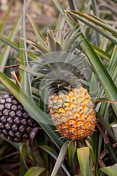 Hawaii ripe pineapple