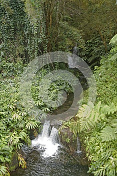 Hawaii Scenery: Small cascade waterfalls near Akaka Falls