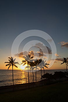 Hawaii Sunset with palm tree silhouette