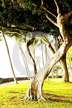 Hawaii Tree