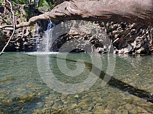 Hawaii waterfall tree branch water