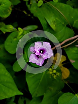 The Hawaiian Baby Woodrose Argyreia Nervosa flower.