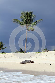 Hawaiian beach with turtle