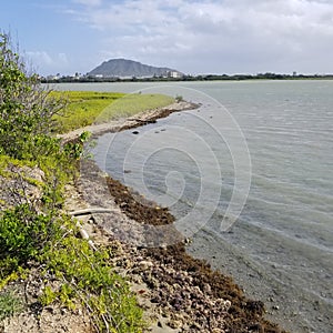 Hawaiian Bird & Fis Santuary photo