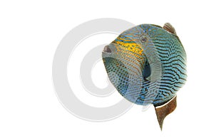 Hawaiian Black Triggerfish