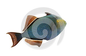 Hawaiian Black Triggerfish