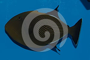 Hawaiian Black Triggerfish photo