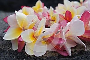 Hawaiian Colorful Plumeria Lei