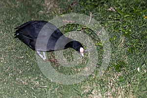 Hawaiian Coot looking for food on the ground