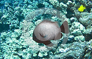 Hawaiian Dascyllus