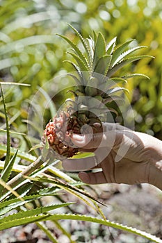 Hawaiian Dwarf Pineapple (Ananas Nanus)