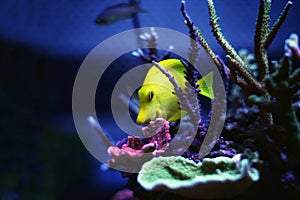 Hawaiian fish Yellow Tang Zebrasoma flavescens