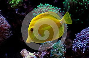 Hawaiian fish Yellow Tang - Zebrasoma flavescens