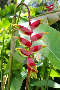 Hawaiian Flora Haleconia Flower Plant in Tropical North Shore Oahu, Hawaii