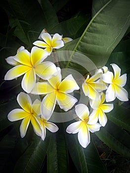 Hawaiian flowers