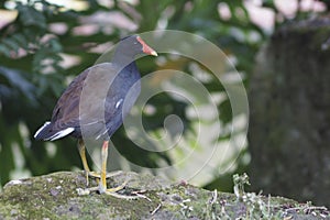 Hawaiian gallinule birds, Waimea Valley, North Shore, Island of Oahu, Hawaii, United States