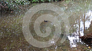 A Hawaiian Gallinule, Gallimula galeata sandvicensis, an endangered duck swimming in a stream in Kauai