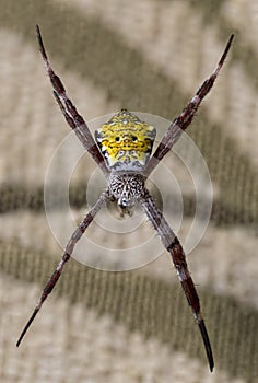 Hawaiian Garden Spider