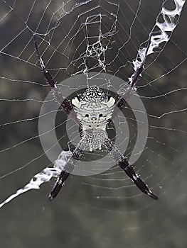 Hawaiian garden spider or Argiope appensa