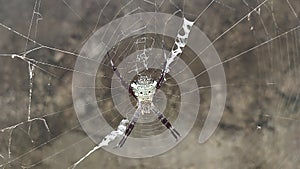 Hawaiian garden spider or Argiope appensa