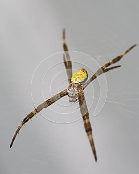 Hawaiian Garden Spider Waiting For Food