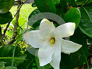 Hawaiian Gardenia, Princeville Botanical Gardens, Kauai, Hawaii, USA