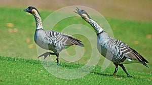 Hawaiian geese, endemic bird of Hawaii