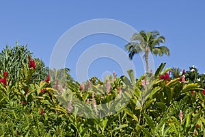 Hawaiian Ginger Garden