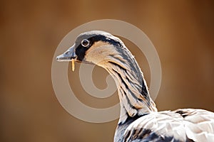 Hawaiian goose Branta sandvicensis