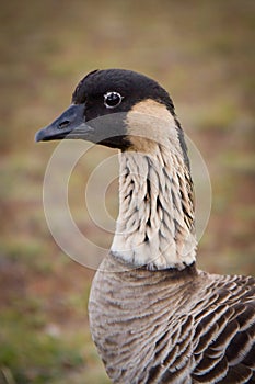 Hawaiian Goose - Nene - Closeup