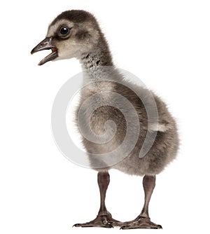 Hawaiian Goose or NÆ’Ã¬nÆ’Ã¬, Branta sandvicensis, a species of goose, 4 days old