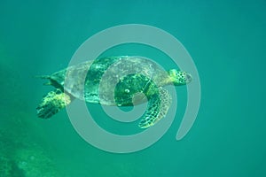 Hawaiian Green Sea Turtle