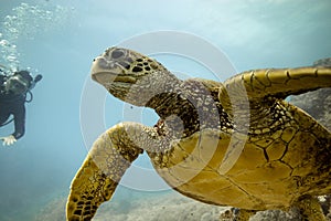 Hawaiian green sea turtle