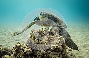 Hawaiian green sea turtle