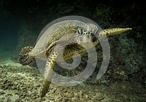 Hawaiian green sea turtle